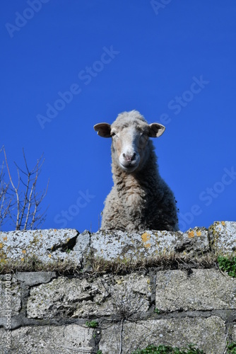 Close-up of a sheep in a narrow street of a rural village in Basilicata. © Giambattista