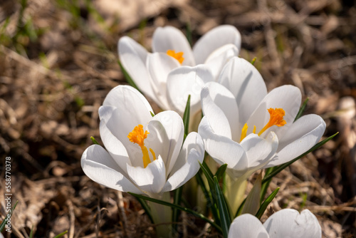 spring crocus flowers