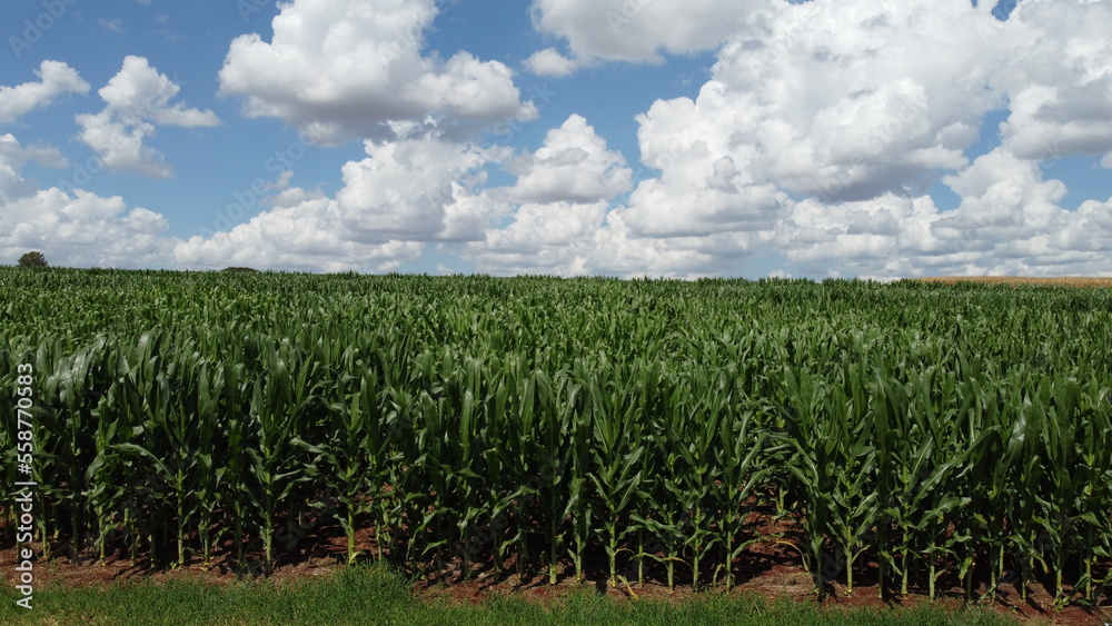 Corn Corn