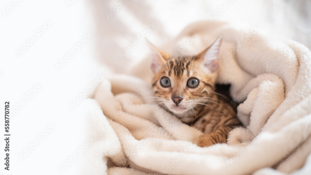 Portrait of bengal cat covered in white warm blanket, feline kitten lying on the sofa.The most expensive cat breed in the world.Typography design with cat and white space for text