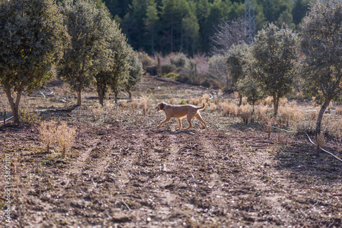 A brown dog is searching for black truffles on a oak plantation.