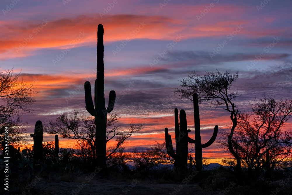 Desert Sunset in Saguaro National Park Desert Sunset in Saguaro National Park