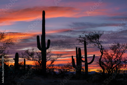 Desert Sunset in Saguaro National Park © pics721