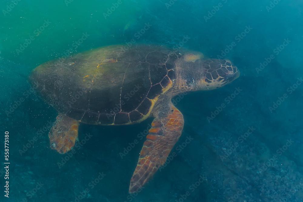 Fototapeta premium Sea green turtle feeding on algae on the seabed near the shore, animals of the mediterranean sea. Turtle - Caretta caretta selective focus