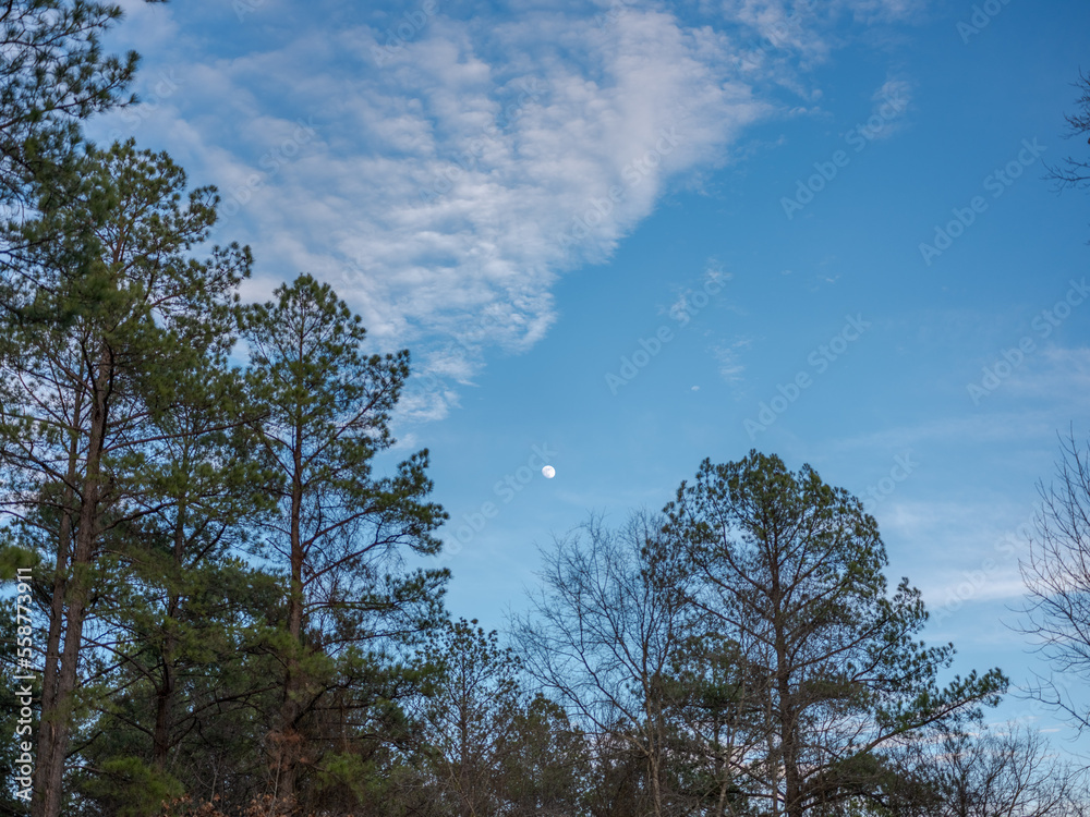 the moon and scattered clouds above a cluster of pine trees in Oklahoma the moon and scattered clouds above a cluster of pine trees in Oklahoma