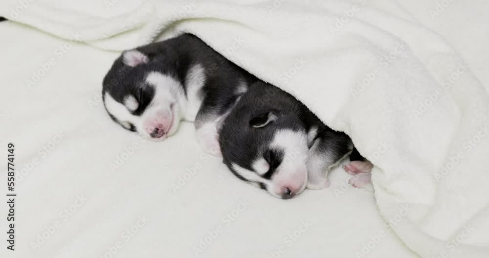 Siberian Husky puppies sleeping under a white blanket on the bed Siberian Husky puppies sleeping under a white blanket on the bed