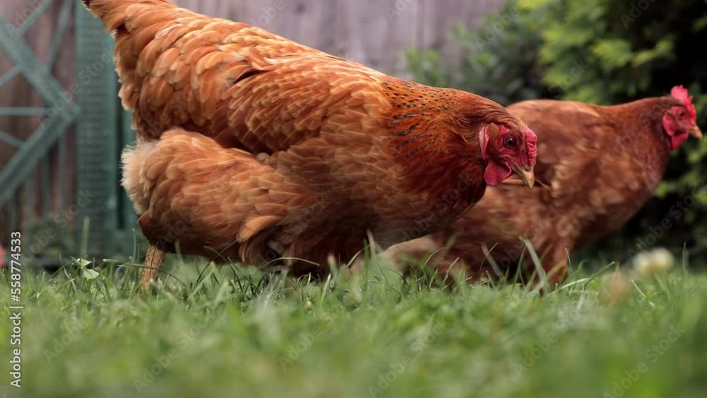 Chickens are pecking green grass in the yard home farm. Rural economy