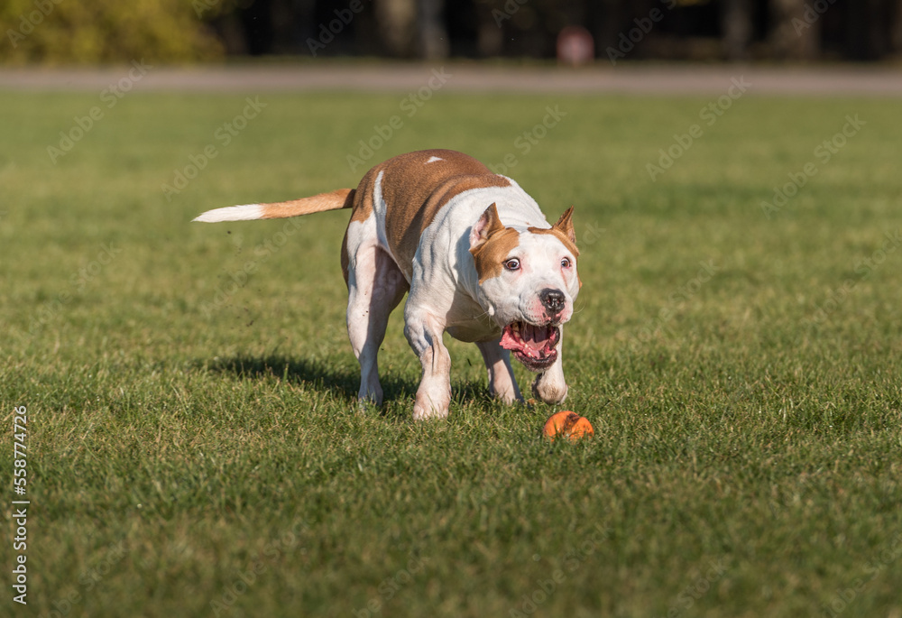 American Bulldog is Running on the Grass. Try To Catch a Ball.