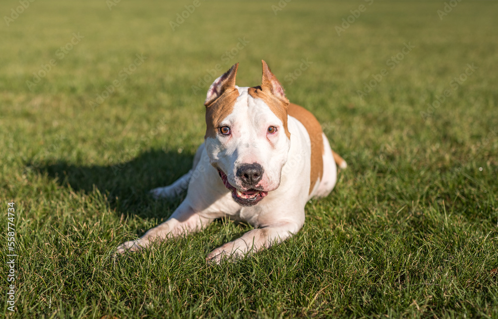 American Bulldog is Playing on the Ground.