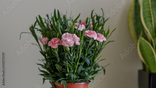 Fototapeta Naklejka Na Ścianę i Meble -  bouquet pink flowers in vase