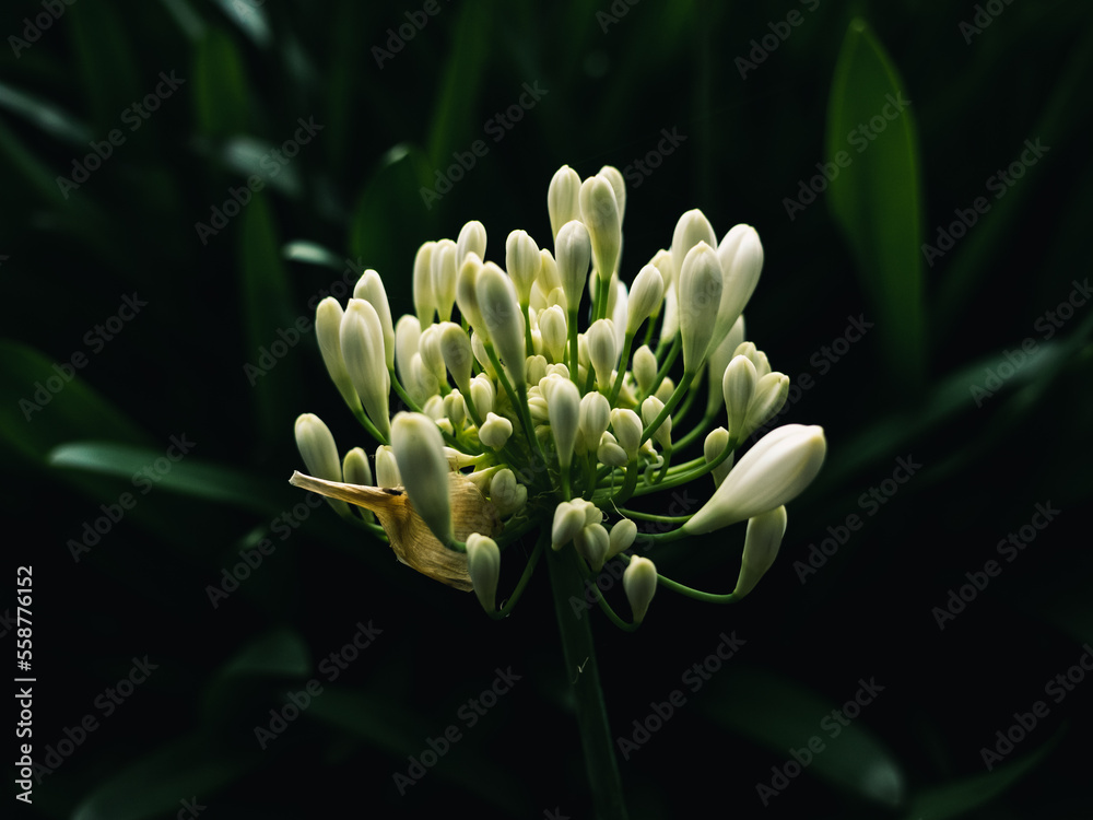 White agapanthus flower White agapanthus flower