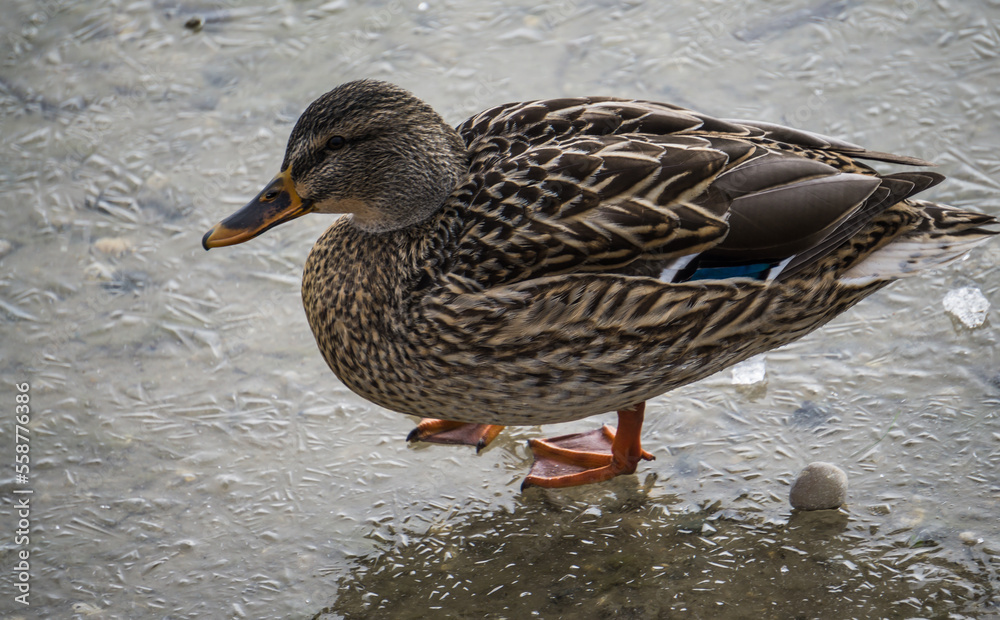 A wild duck walking on the fresh textured ice of an icy lake, on the first winter days of December in cloudy weather A wild duck walking on the fresh textured ice of an icy lake, on the first winter days of December in cloudy weather