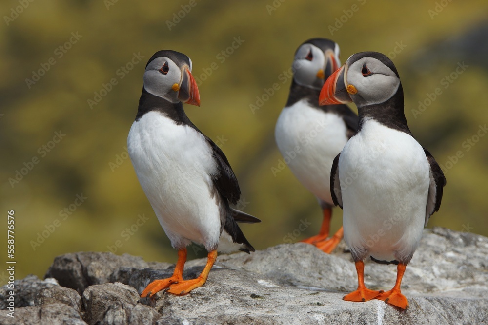 Naklejka premium Puffins
