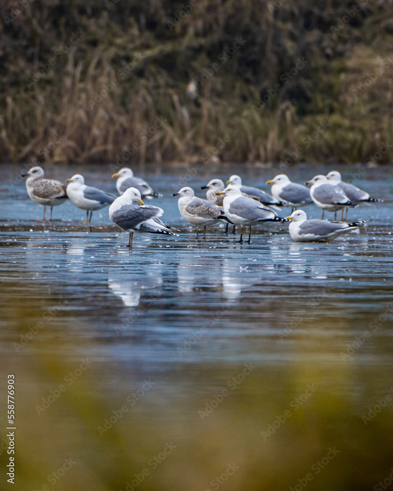 Fototapeta premium Larus cachinnans ( Mewa Białogłowa ) 