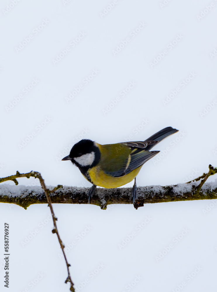 Fototapeta premium Parus major ( Sikorka Bogatka )