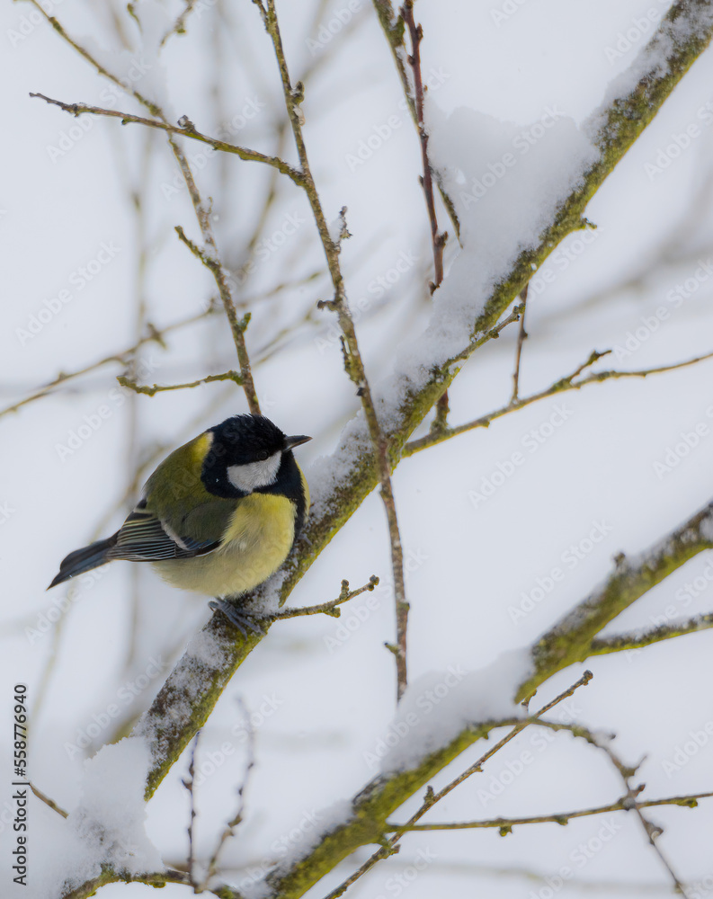 Fototapeta premium Parus major ( Sikorka Bogatka )