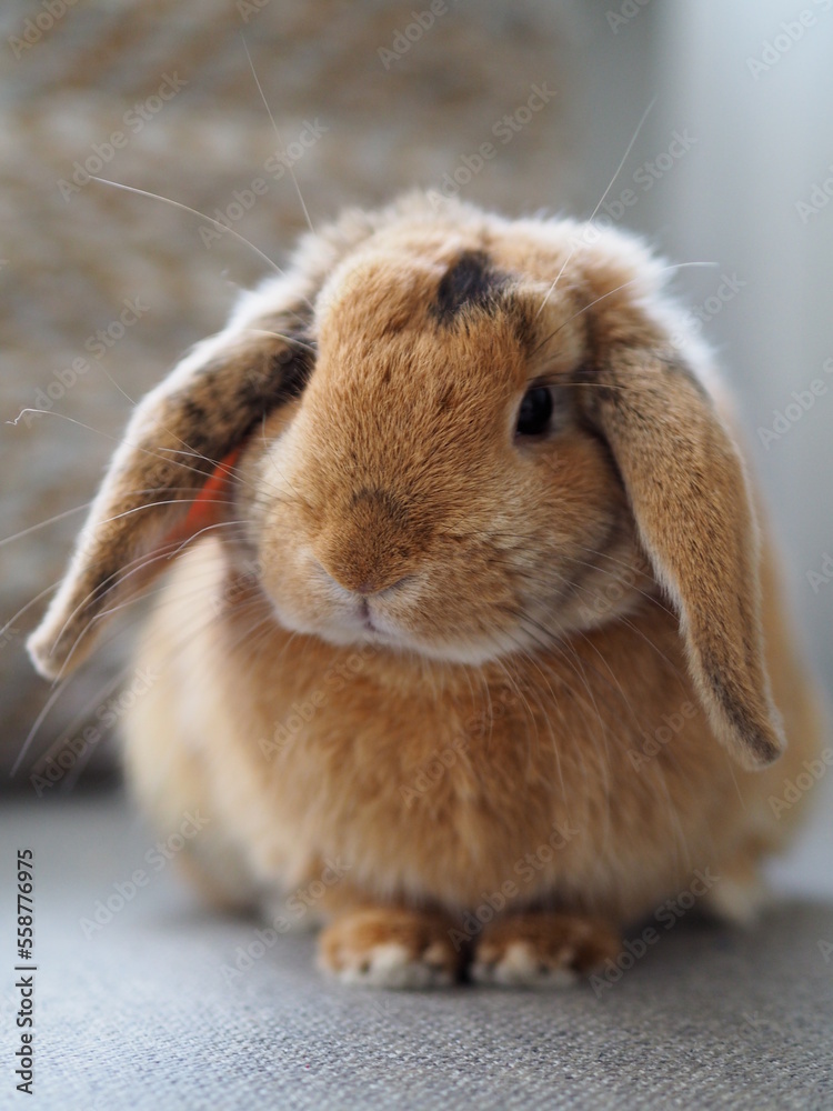 Pet rabbit posing at home