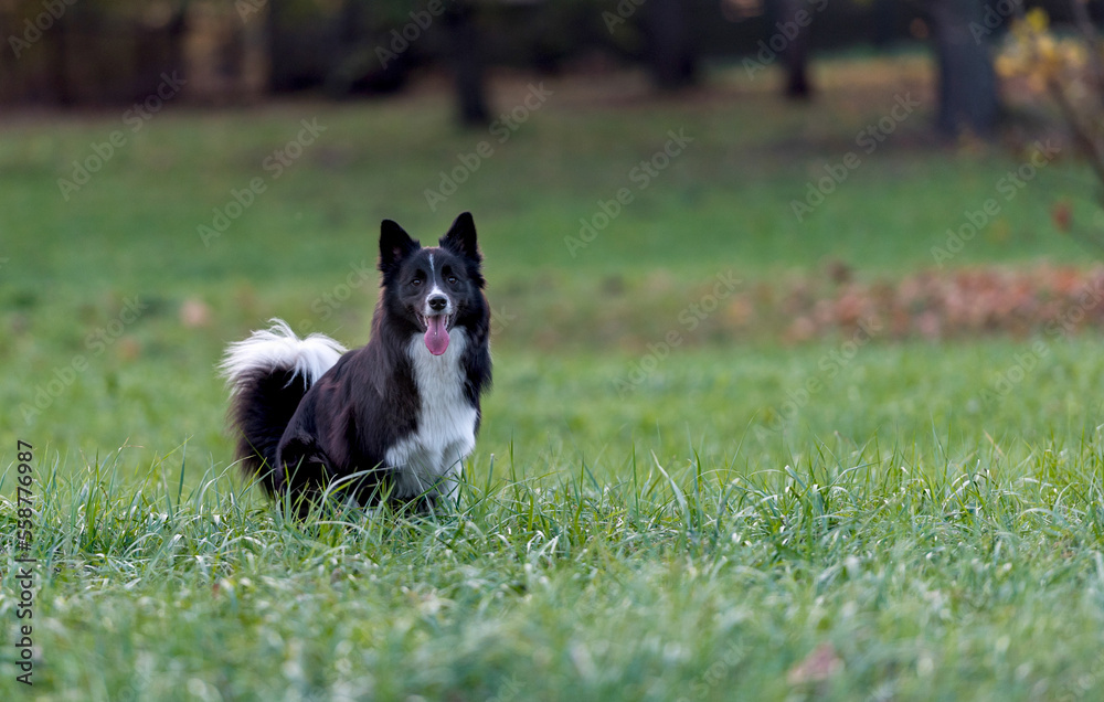 Border Collie Dog is Running on the Grass.