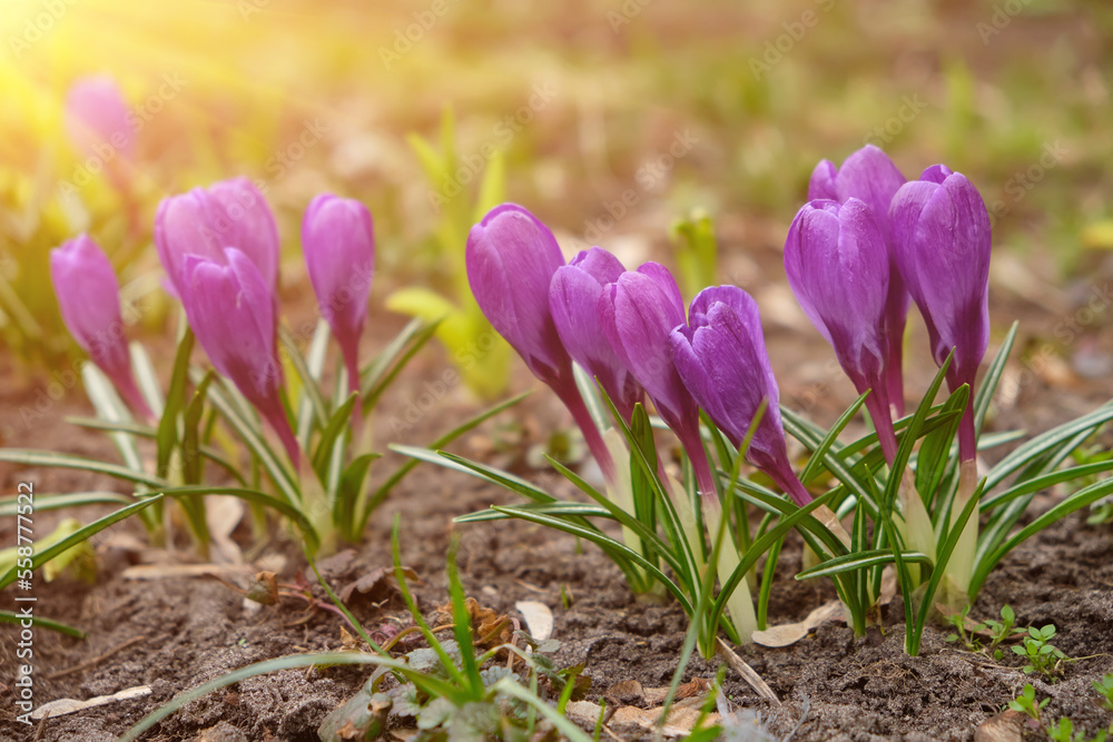 Large group of purple crocuses Ruby giant and a bumblebee sitting inside. Large group of purple crocuses Ruby giant and a bumblebee sitting inside.