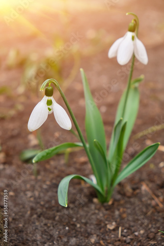 Snowdrop or common snowdrop Galanthus nivalis flower in the forest with warm sunshine at springtime.