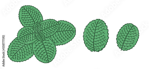 Hand-drawn mint leaves isolated on white background