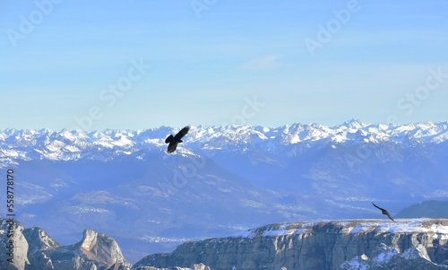 black birds fly over the mountains