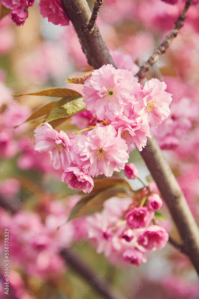 Amazing pink cherry blossoms on the Sakura tree in a blue sky. Amazing pink cherry blossoms on the Sakura tree in a blue sky.