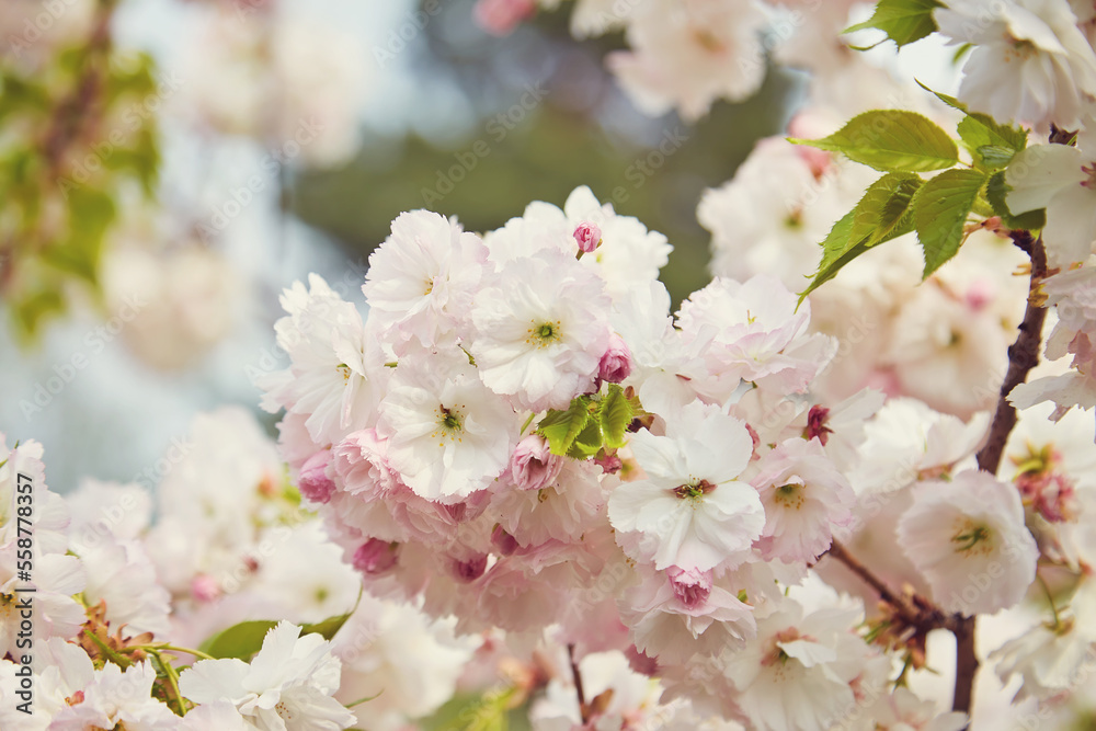 Amazing pink cherry blossoms on the Sakura tree in a blue sky. Amazing pink cherry blossoms on the Sakura tree in a blue sky.