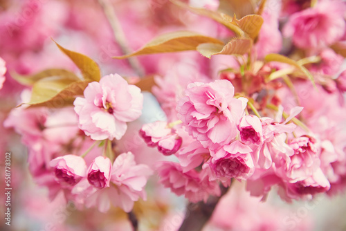 Cherry Blossom in spring with Soft focus, Sakura season