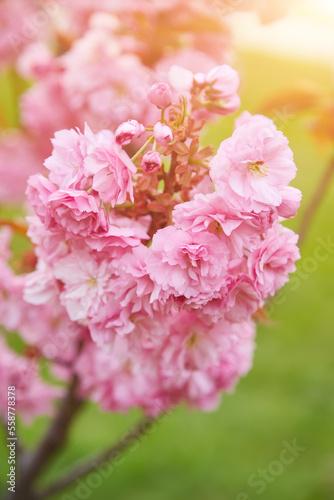 Cherry Blossom in spring with Soft focus  Sakura season