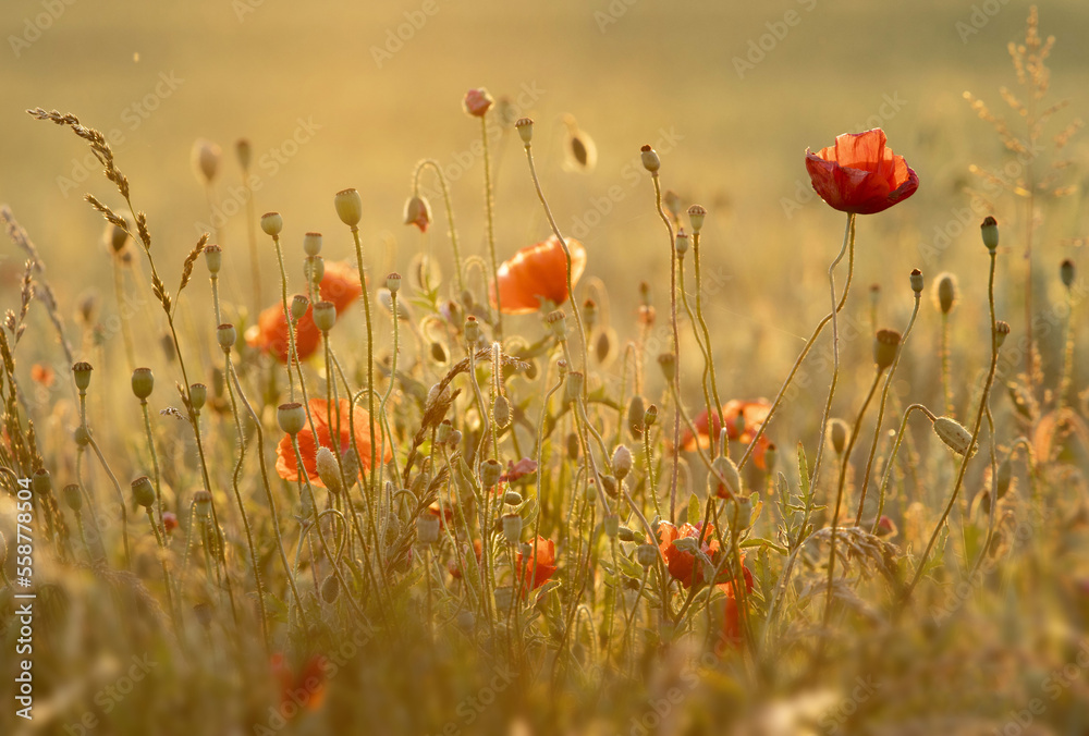 Obraz premium Coquelicots