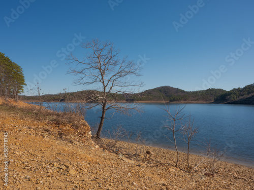 small trees beside the lake