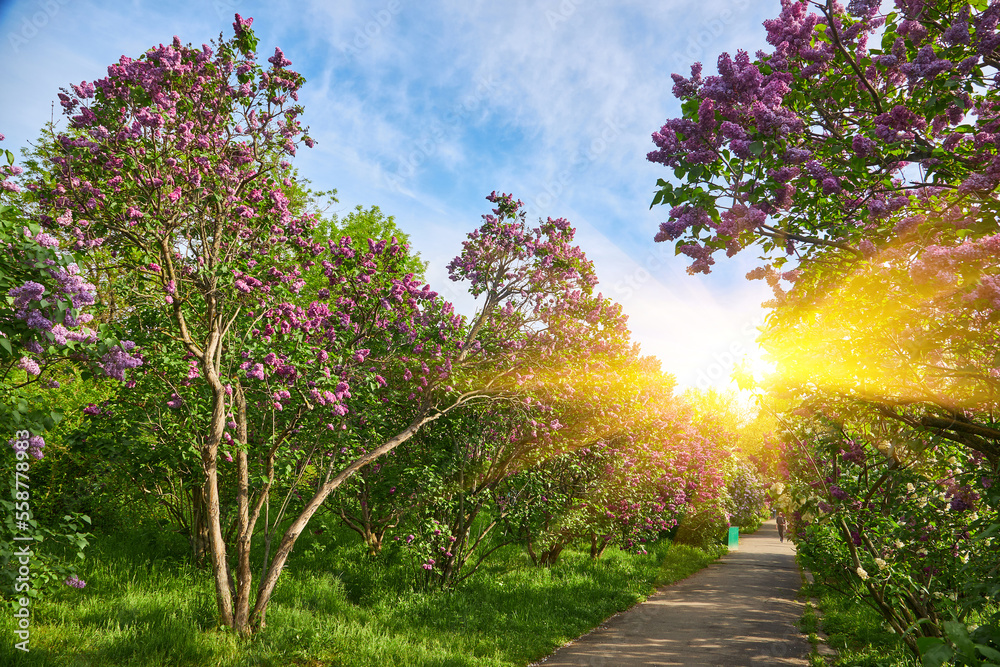 delightful lilac alley in the botanical garden. delightful lilac alley in the botanical garden.