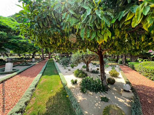 Fototapeta Naklejka Na Ścianę i Meble -  Tangerine tree with green fruits in beautiful garden