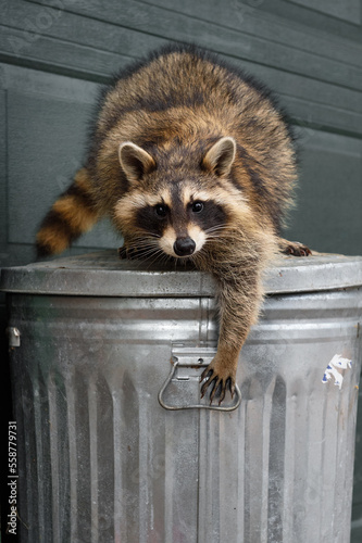 Canvastavla Raccoon (Procyon lotor) Reaches Down to Grab Handle of Garbage Can