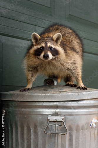 Raccoon (Procyon lotor) Stands Defiant Atop Garbage Can