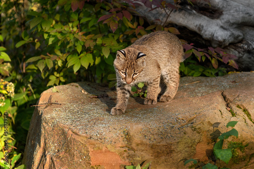 Bobcat (Lynx rufus) Steps Forwrd While Looking Down Off Rock Autumn photo