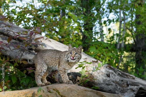 Bobcat (Lynx rufus) Looks Up From Rock While Licking Face Autumn © hkuchera