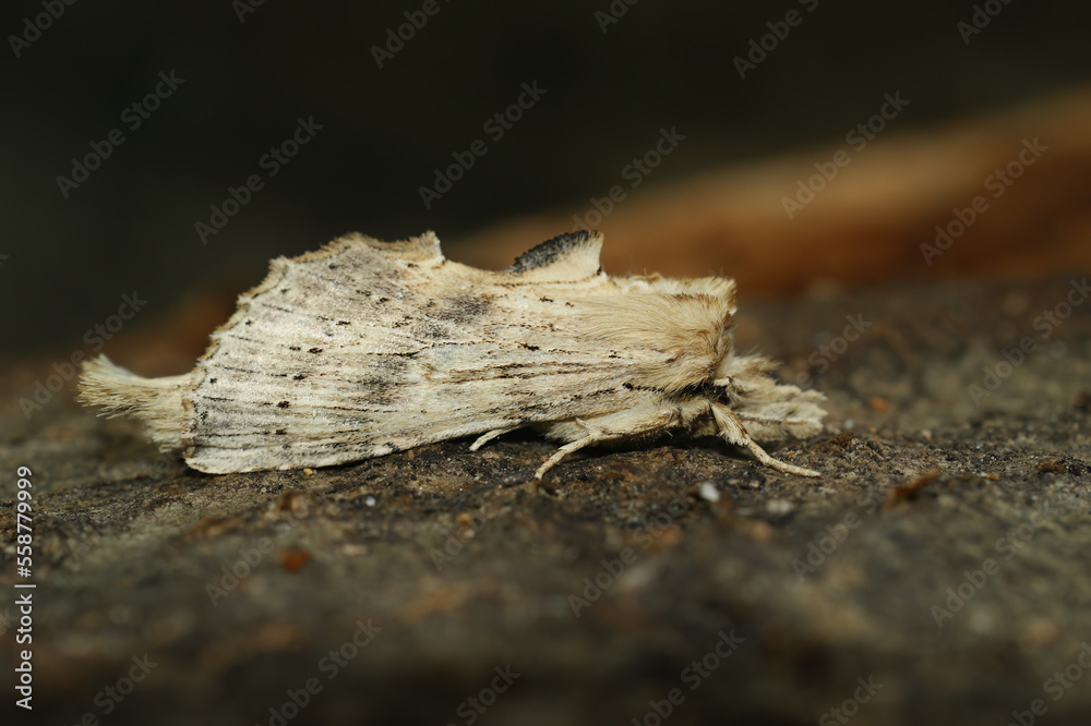 Closeup on the pale prominent moth, Pterostoma palpina sitting on the ground Closeup on the pale prominent moth, Pterostoma palpina sitting on the ground