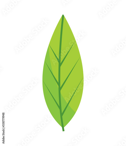 leaf vector icon