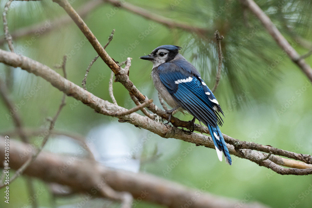 Blue Jay Blue Jay