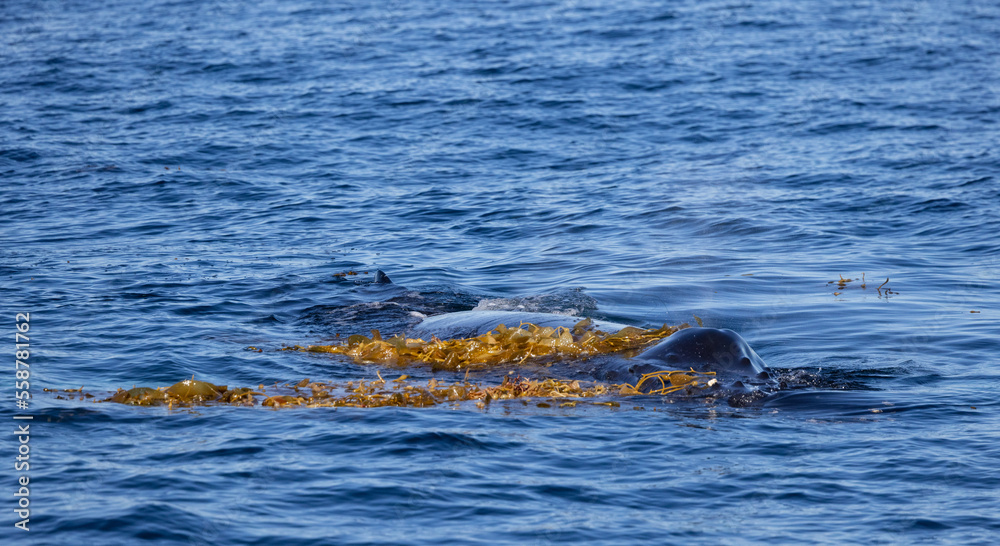 Fototapeta premium humpback whale