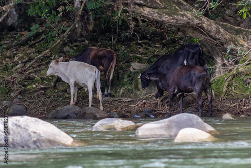 cows in the river in Venezuela © ric