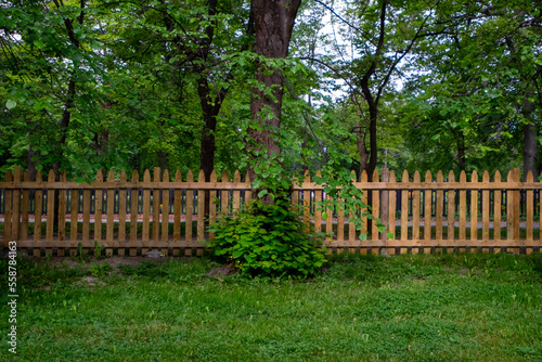 A linear brown wooden picket fence encloses a lush green garden of trees and grass. There are mature maple trees covered in green leaves. The grass is thick green. A single shrub is on the inside yard