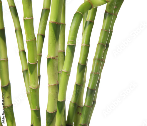 Fototapeta Naklejka Na Ścianę i Meble -  Bamboo stems on white background, closeup