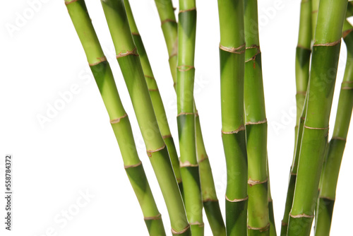 Bamboo stems on white background  closeup