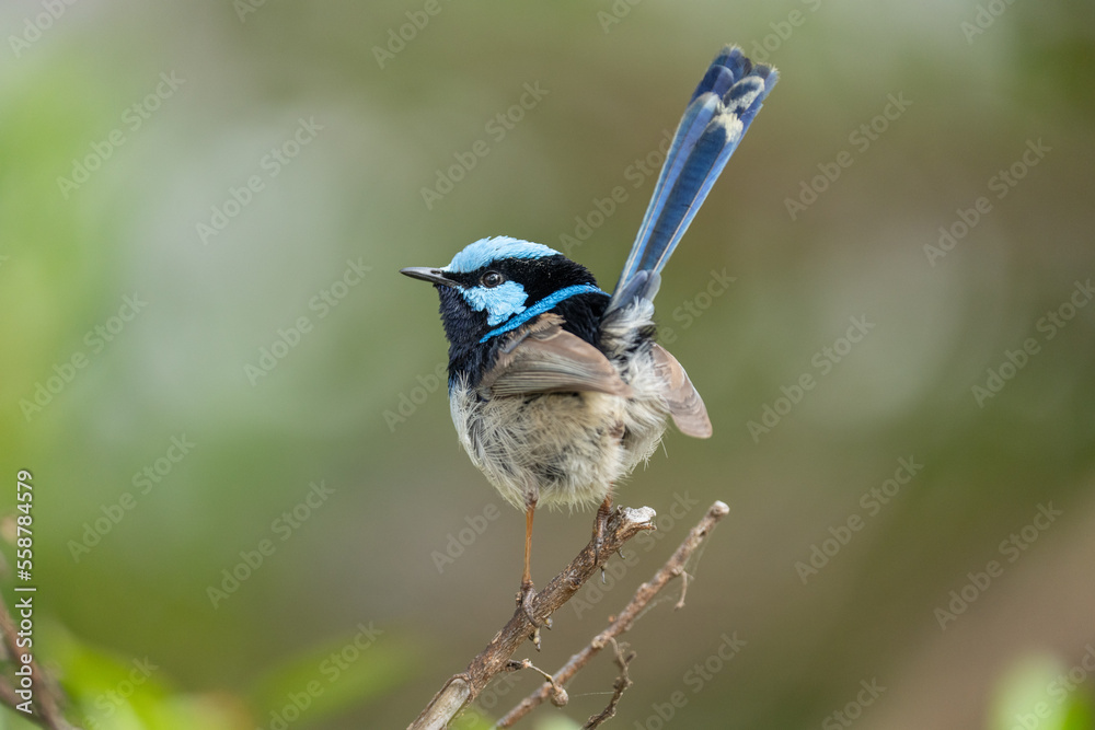 Close up of a male Fairy Wren bird in Australia perhced on a branch with it's tail in the air