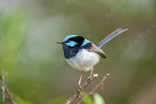 Obraz na płótnie Close up of a male Fairy Wren bird in Australia w salonie
