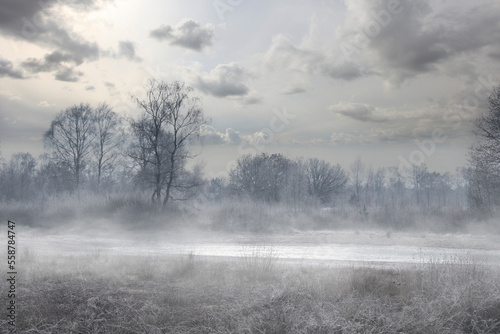 Winter forest with frost on the trees and the ground and fog in the air