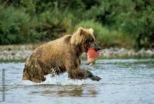 A grizzly bear feeding on salmon in Alaska. photo